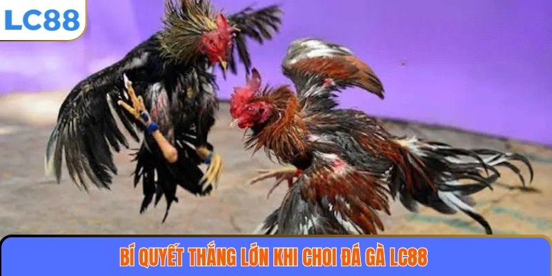 Bí quyết thắng lớn khi chơi đá gà LC88